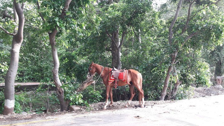 Horse