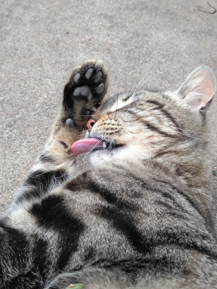 cat