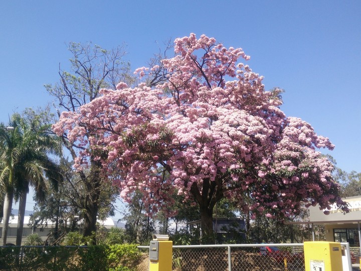 Roble Sabana