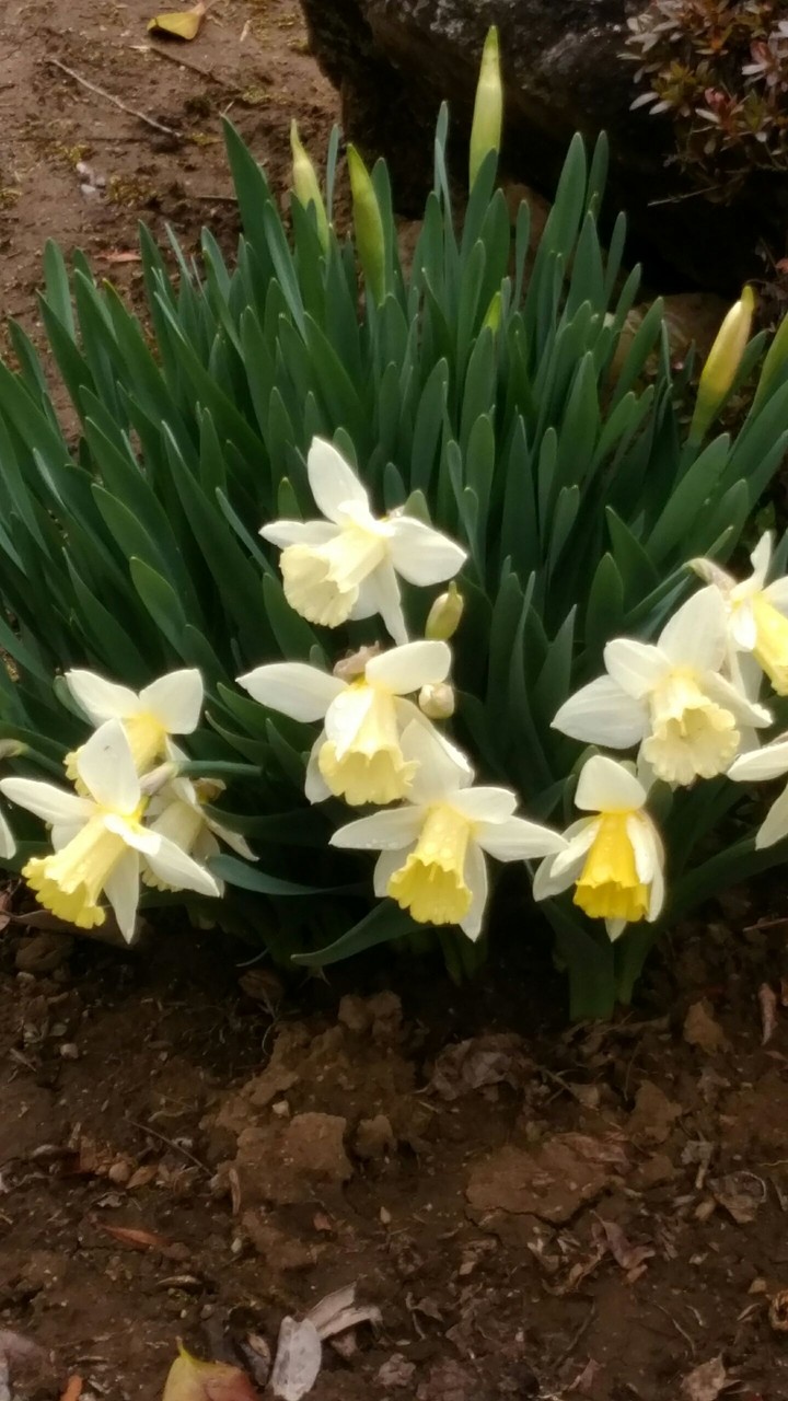 daffodil