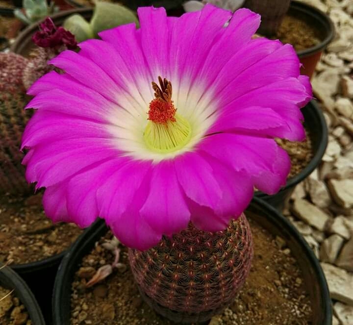 Cactus