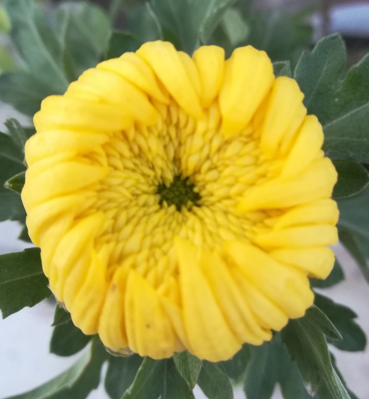 Chrysanthemum