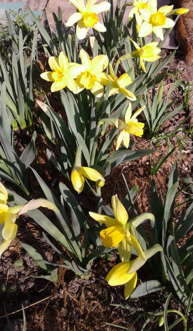 flowers ; spring