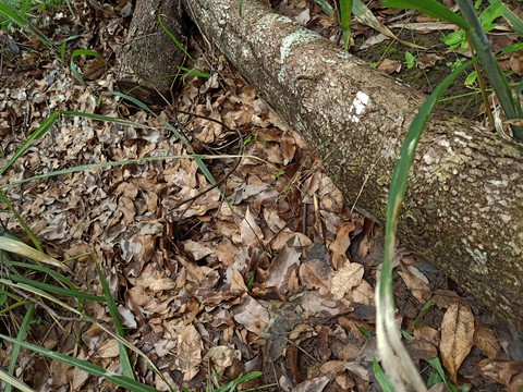 dead leaves