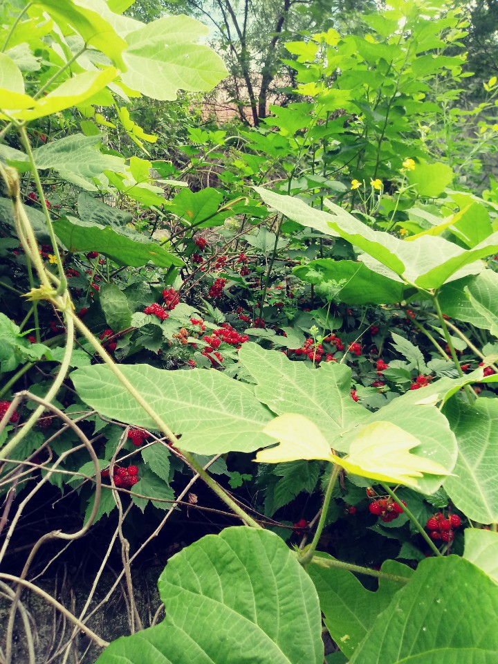 칡넝쿨과 산딸기
