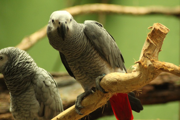 Parrot