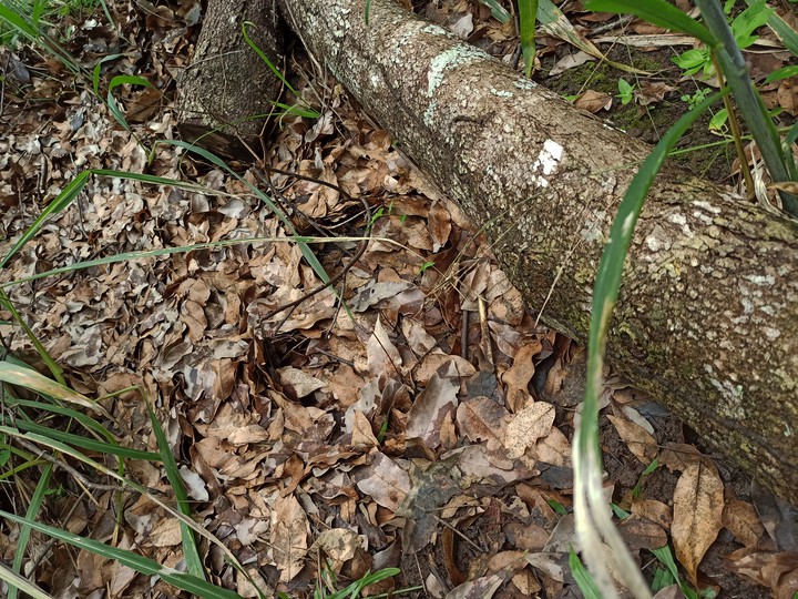 dead leaves