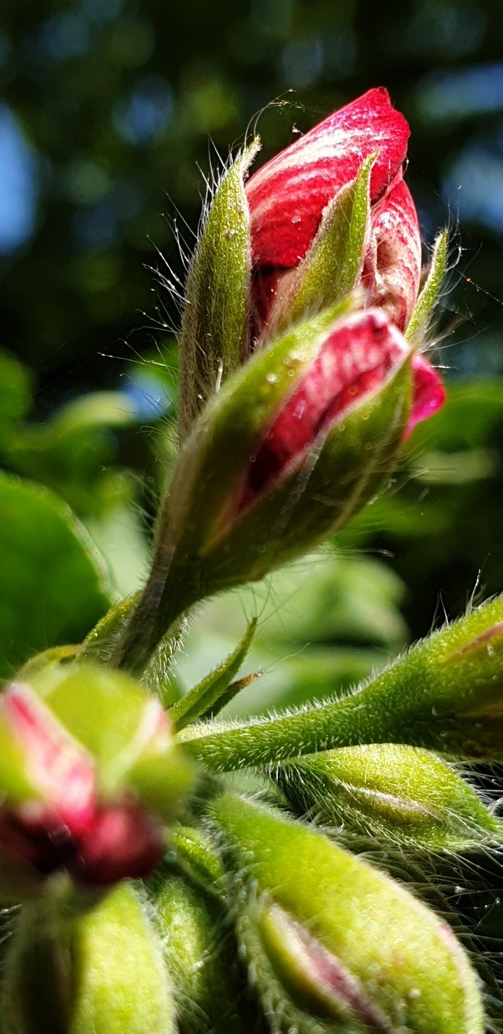 spring