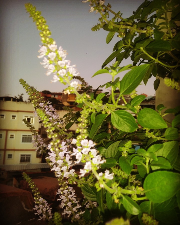 Planta