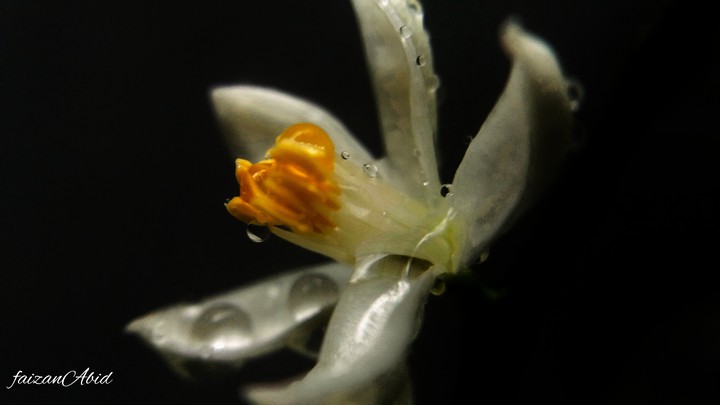 Morning flower