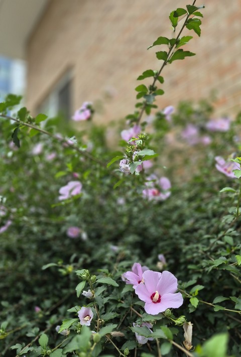 sfondi petal, malvales