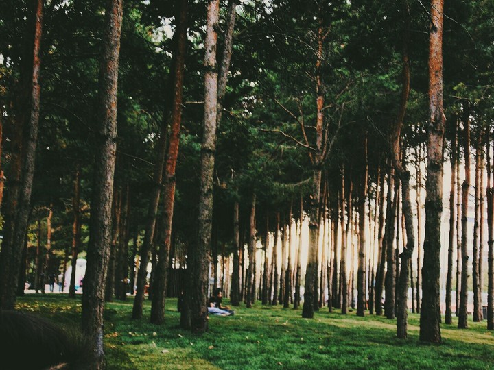 forest