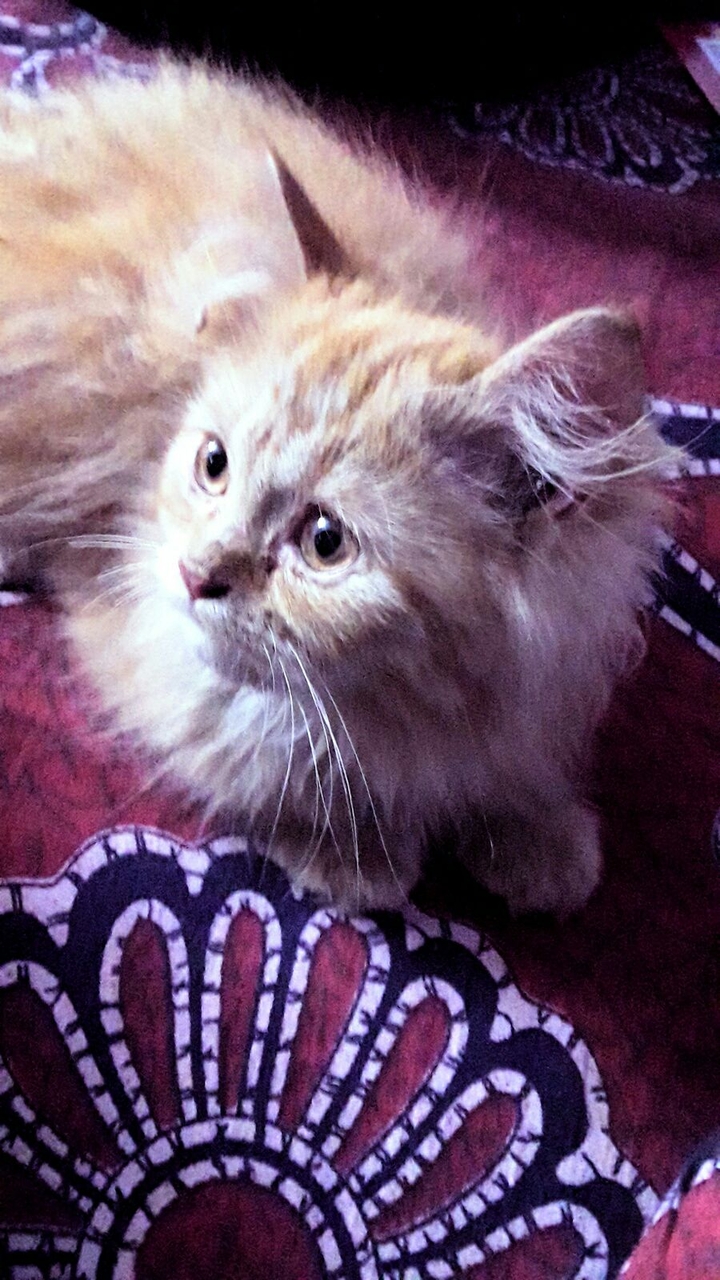 My cat... just two months old ♡♡