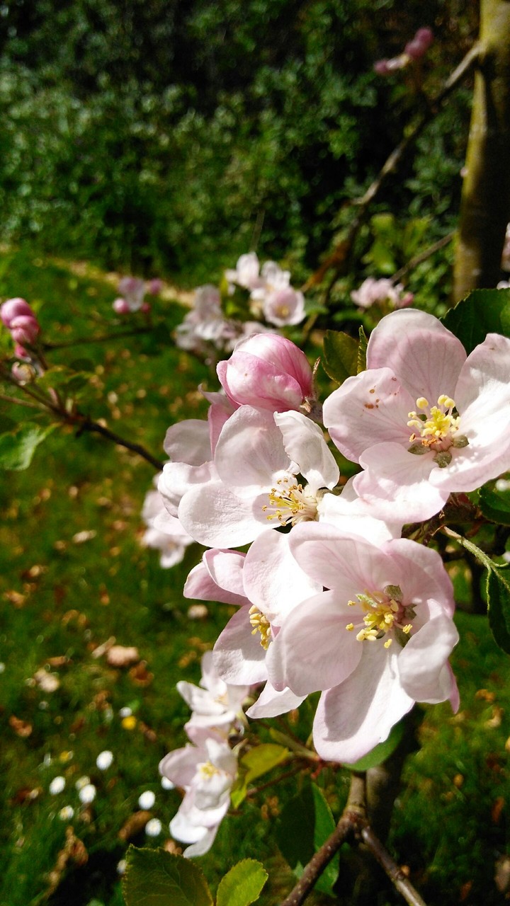 more blossom