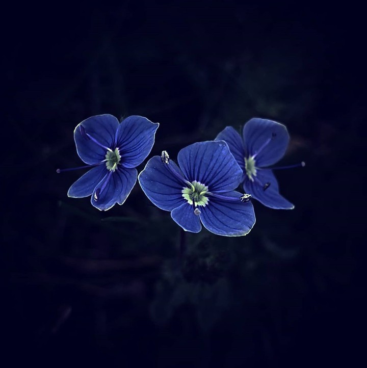 Veronica