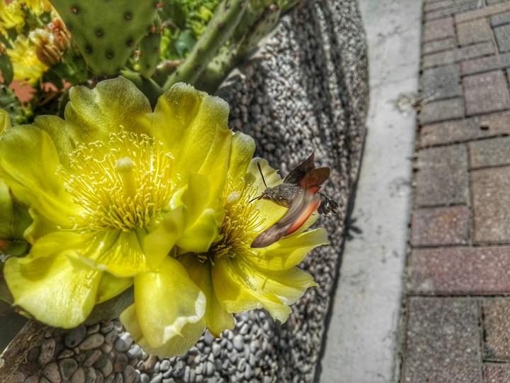 fiori e insetti
