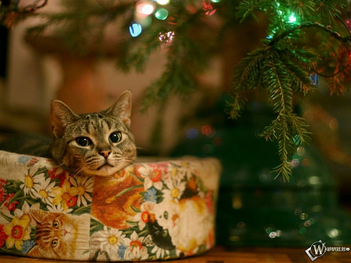 Christmas
