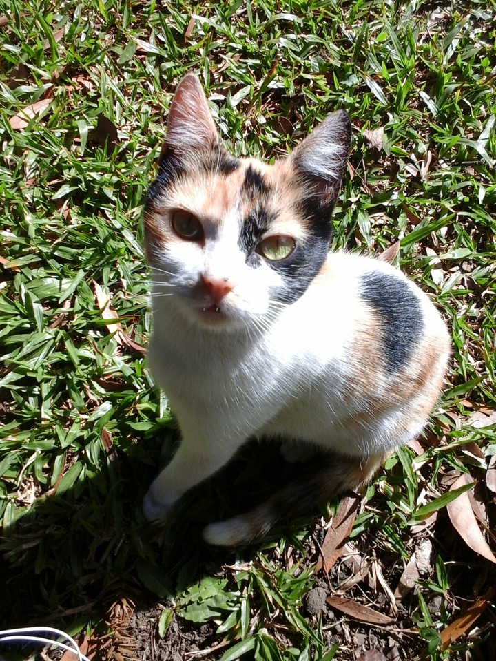 cat