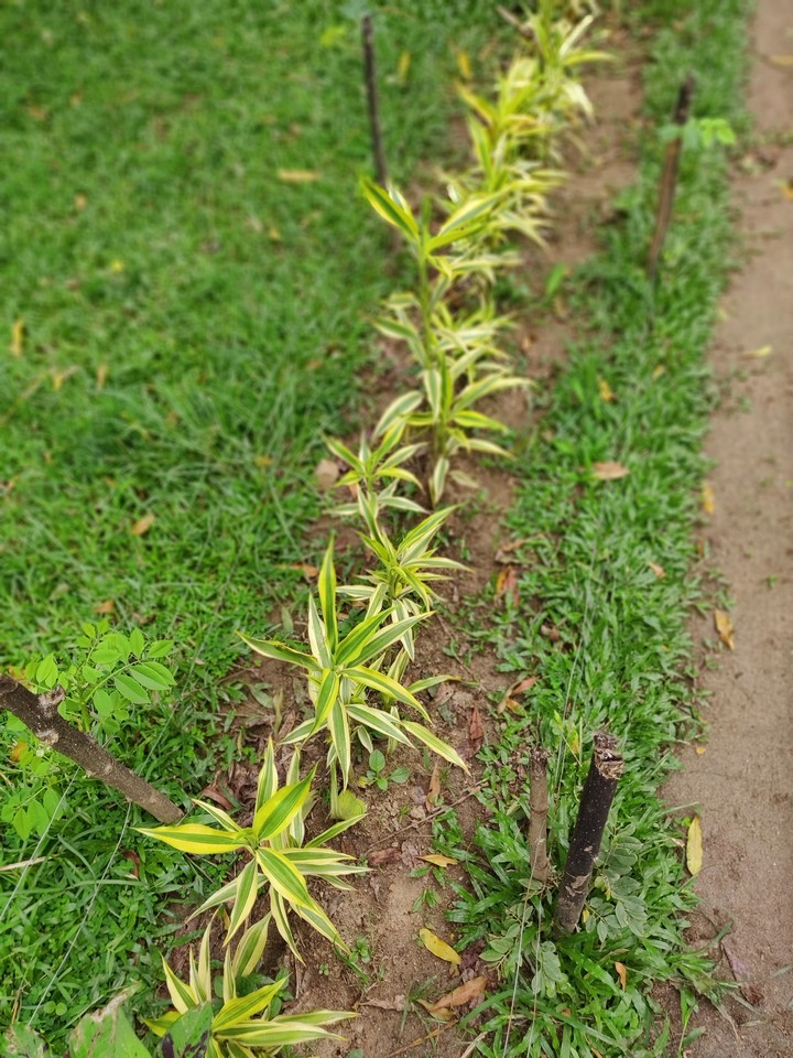Plants