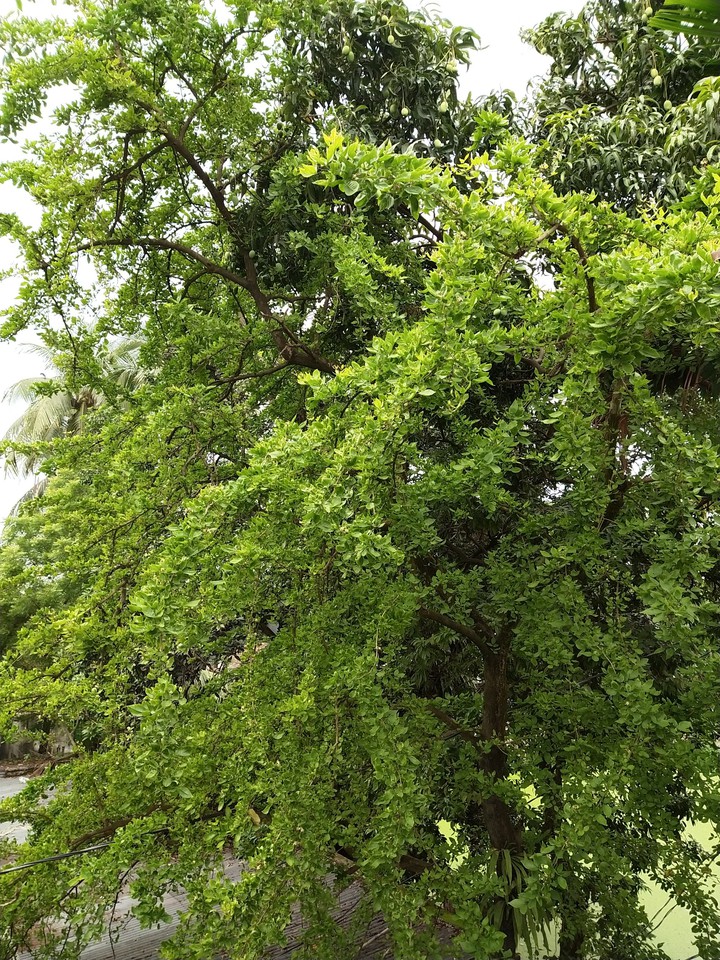 green tre