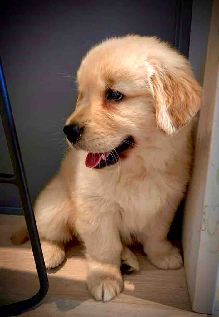 Dogy
