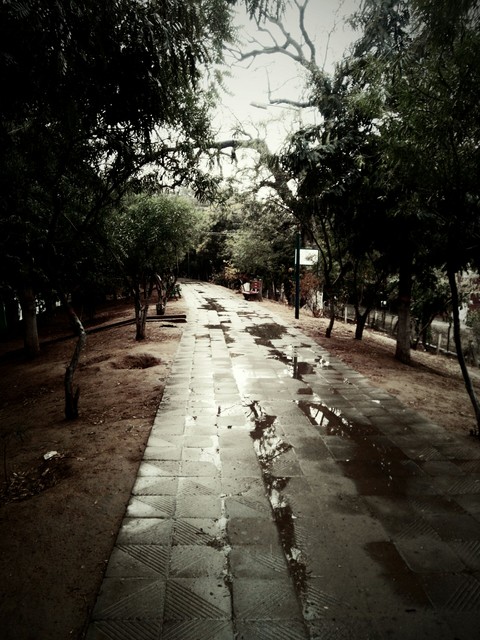 The rainy trail