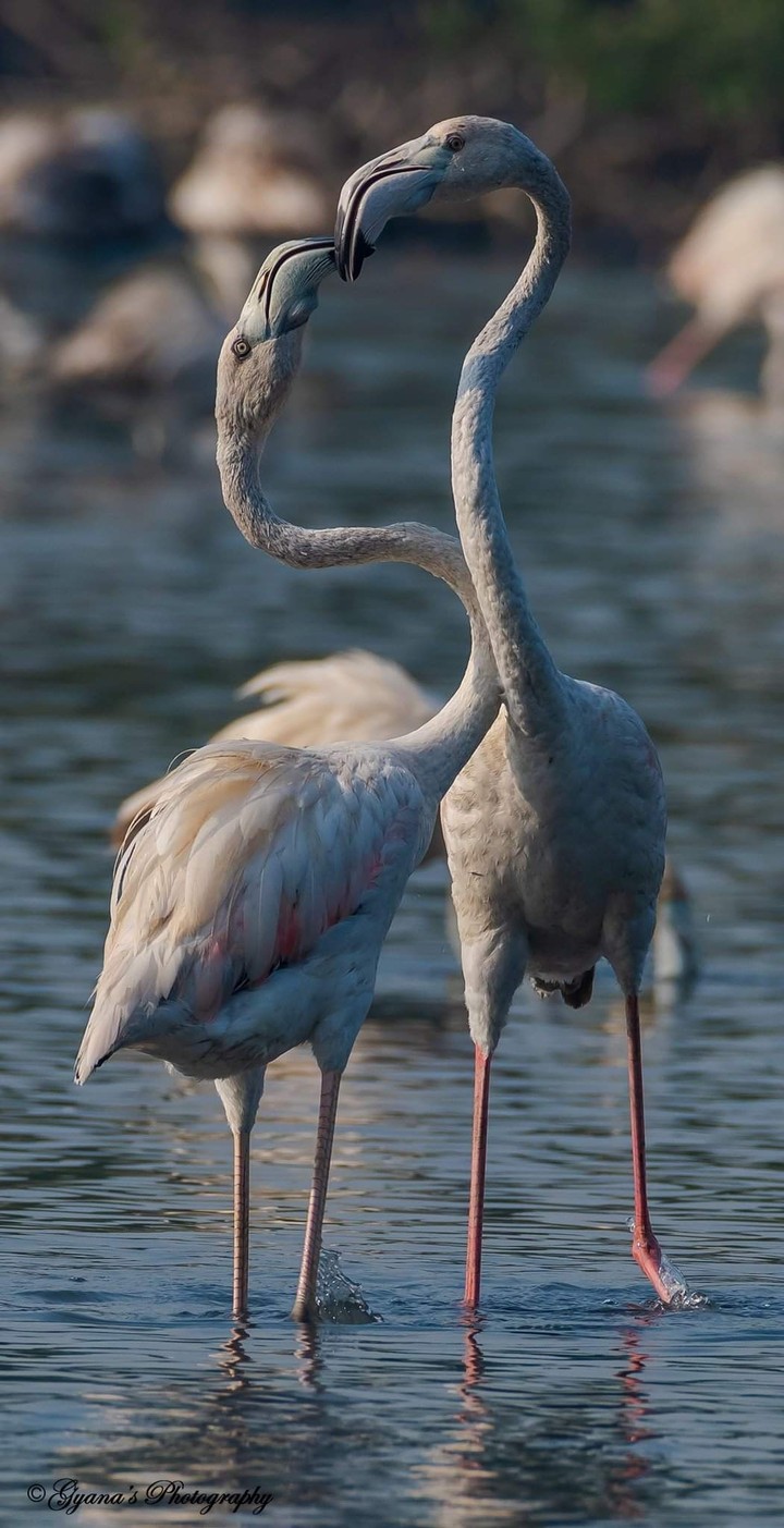 love in air