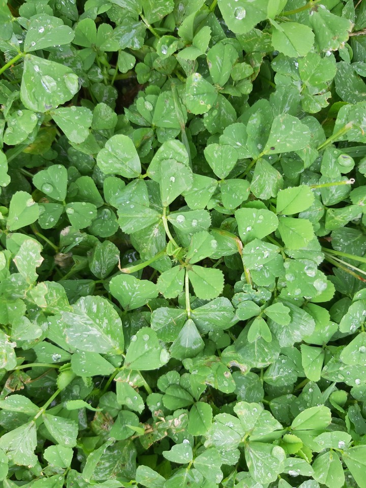 ☘