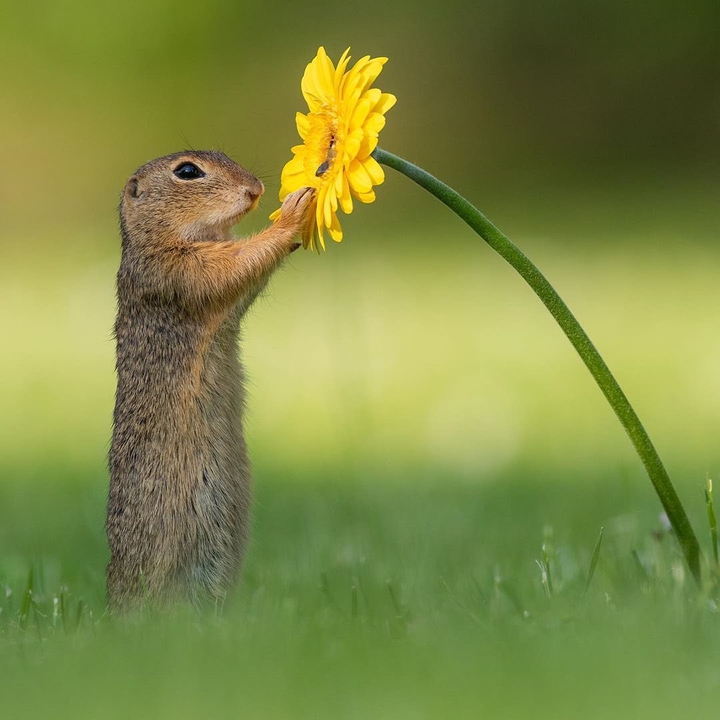 Squirrel and Flower