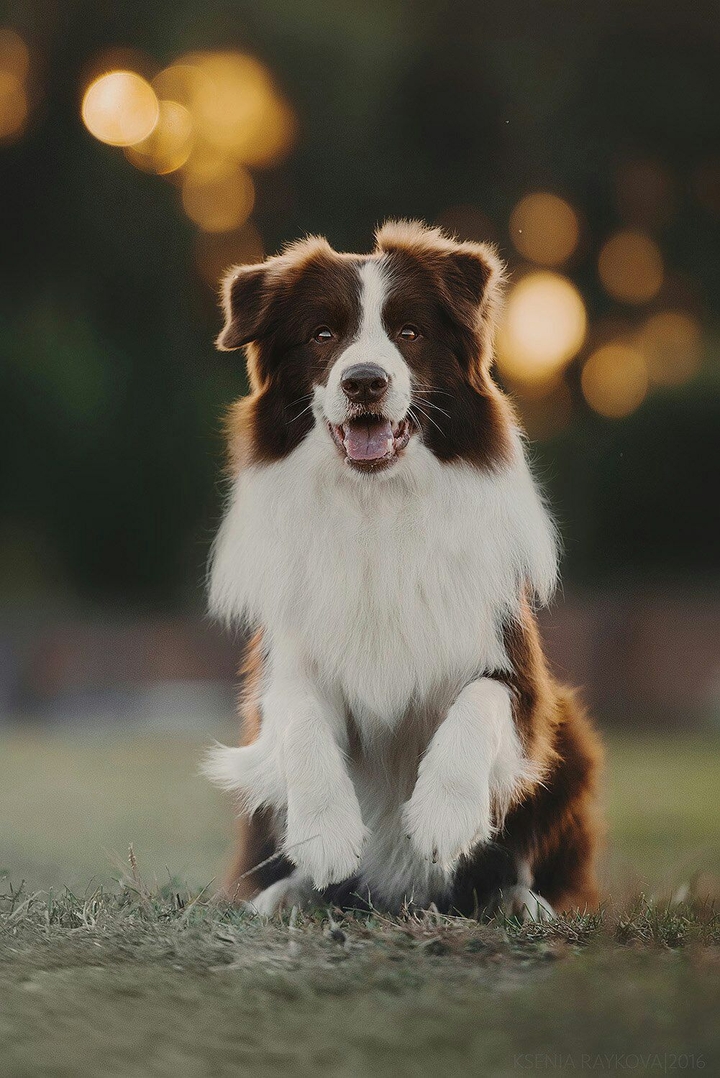 Border collie