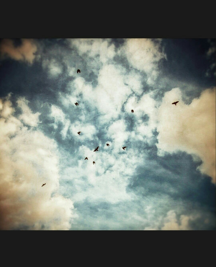 glamour flying birds