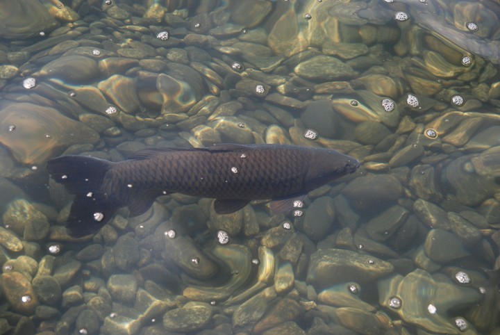 Fish