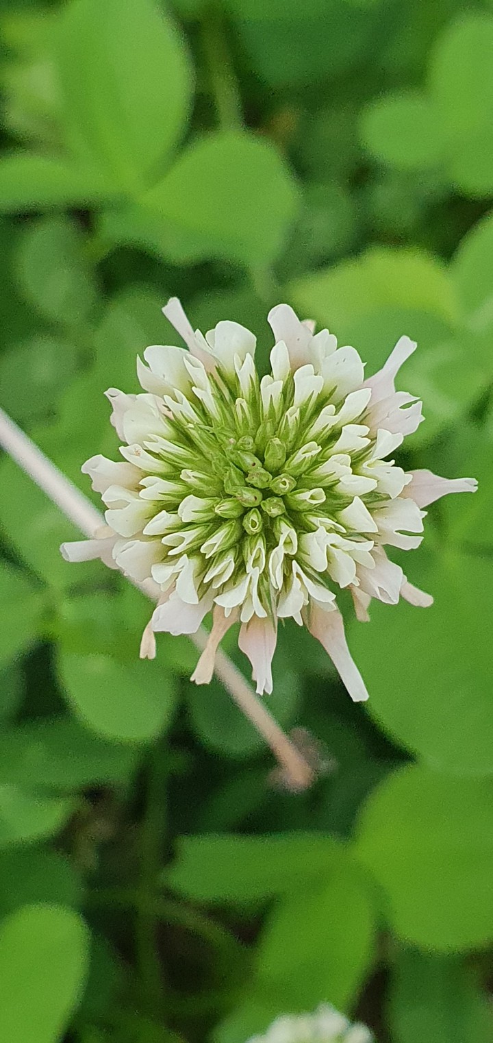 clover flower