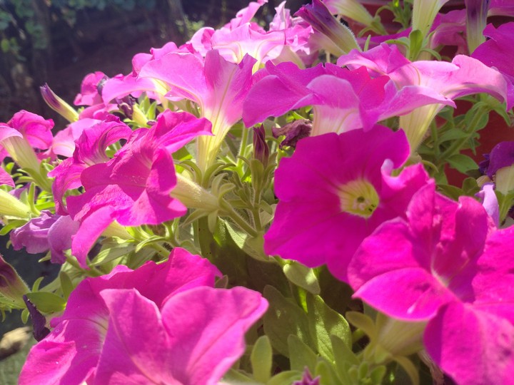 flower