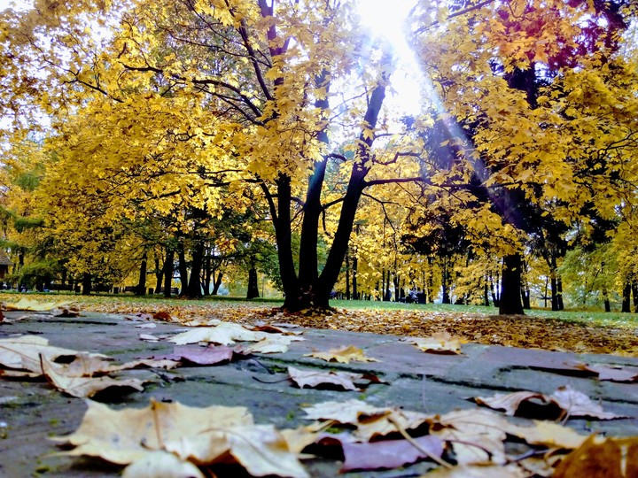 Солнечная осень