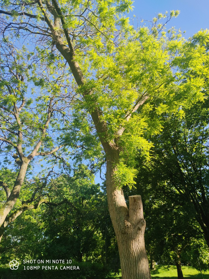 Photo d'un arbre avec la lumière du soleil.
