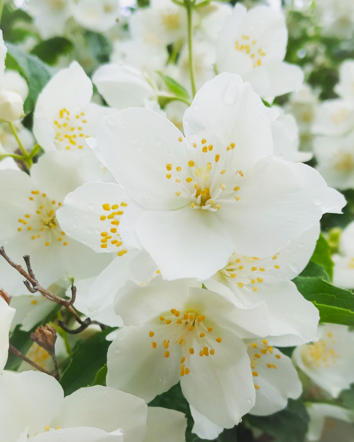 Jasmine