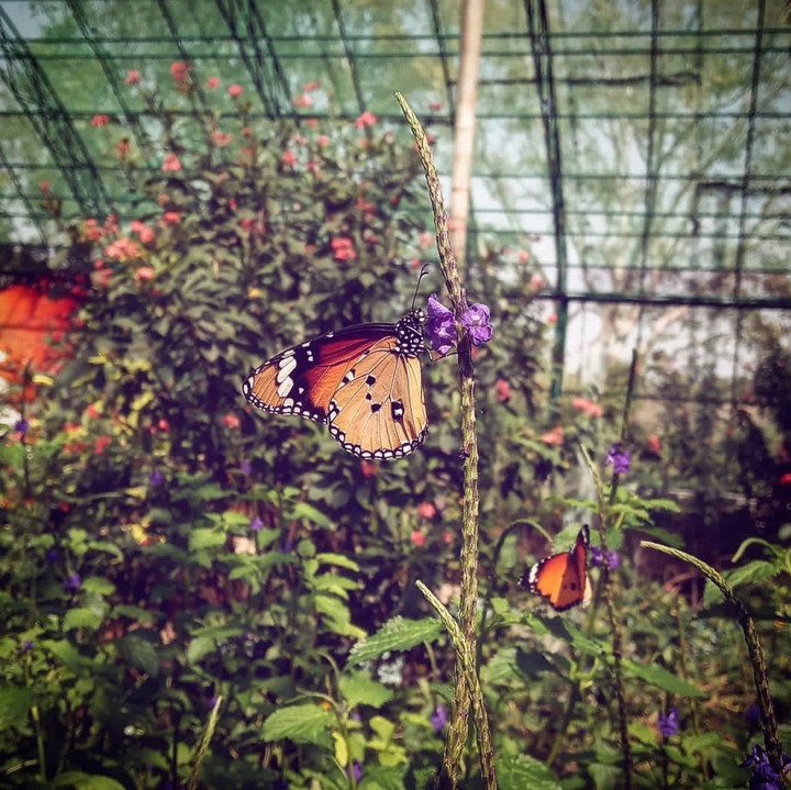 In a garden with beautiful butterflies