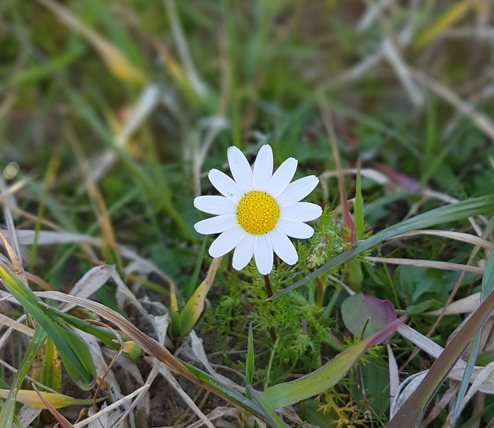 camomilla