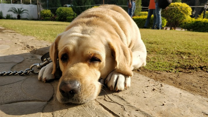 my dog