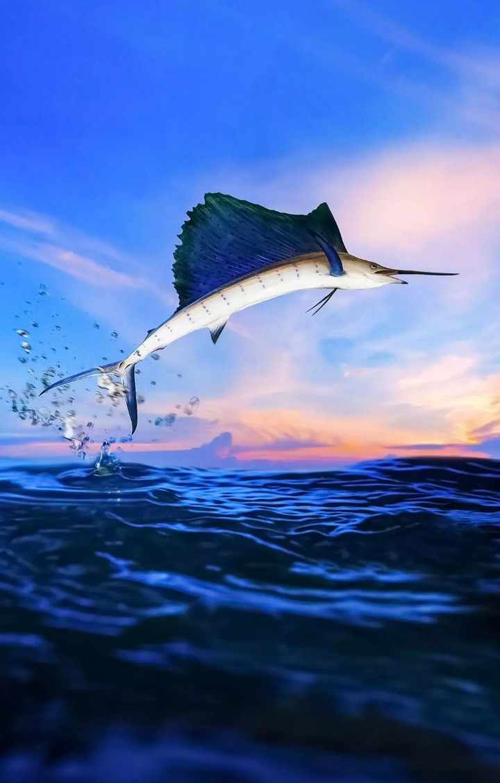 Sea