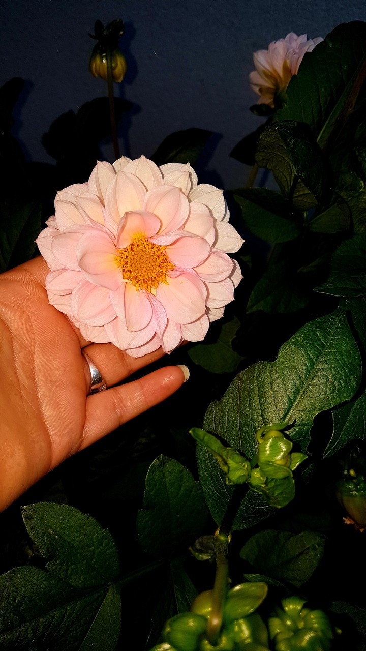 fleurs