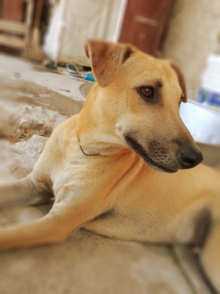 Chien féroce ???
