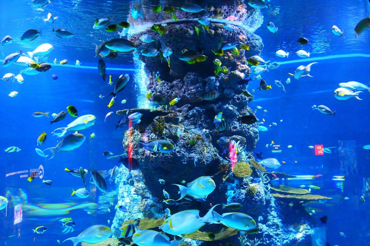 Aqualife, Sea Aquarium Singapore