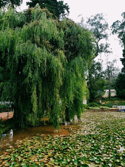 beautiful tree