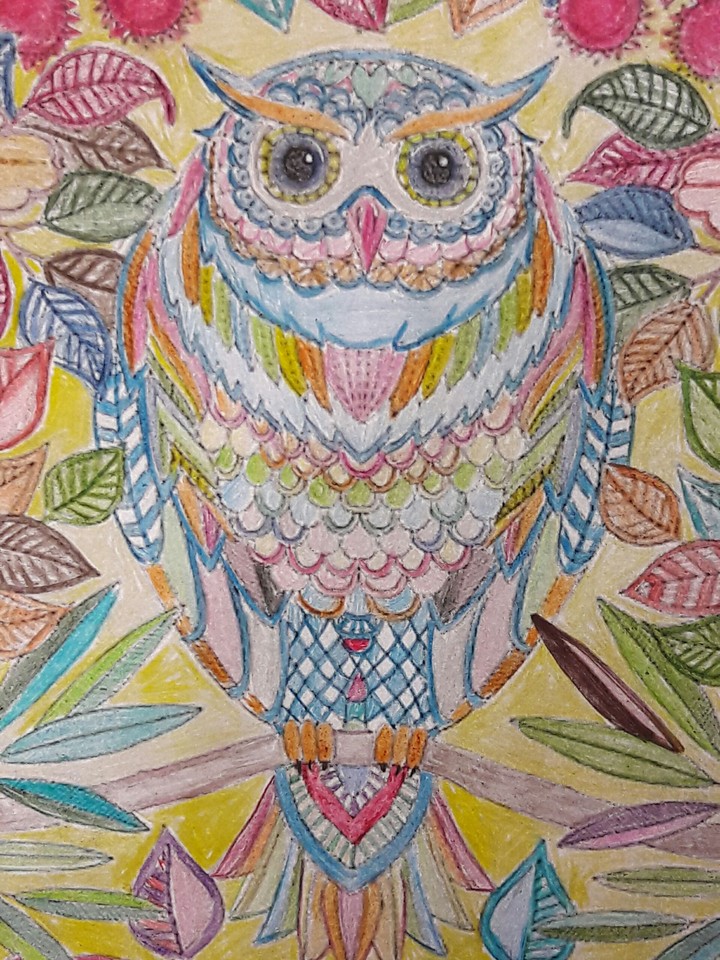 сова
