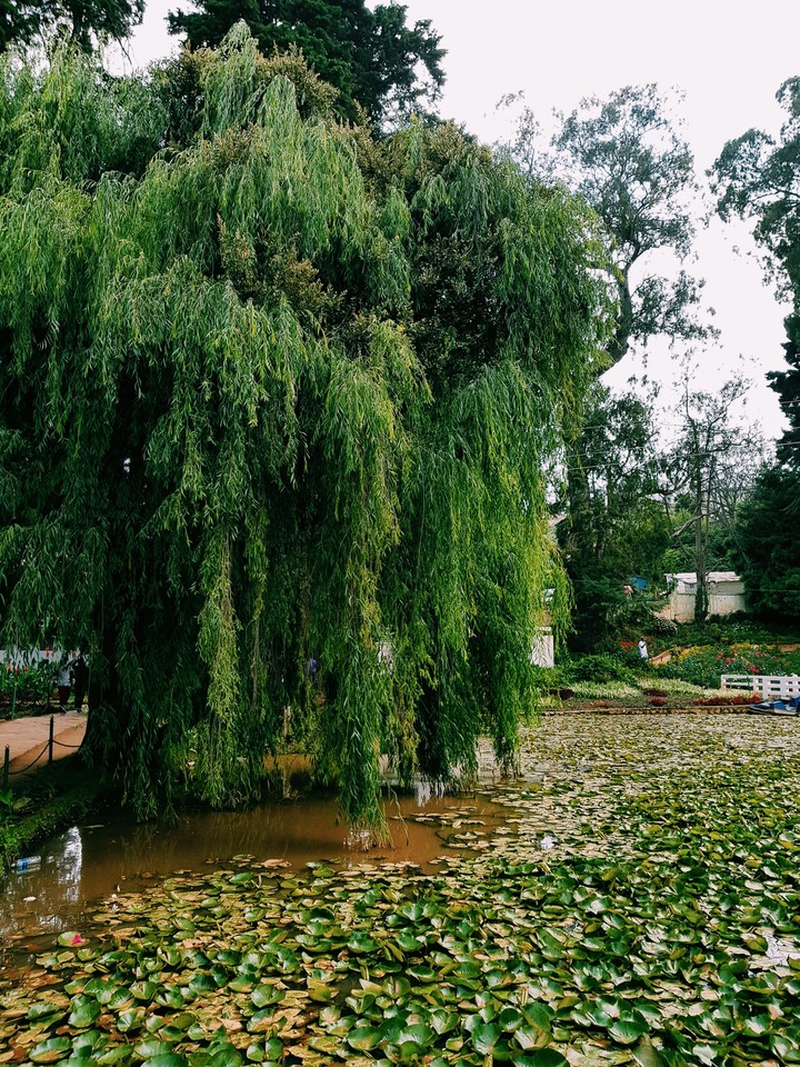 beautiful tree