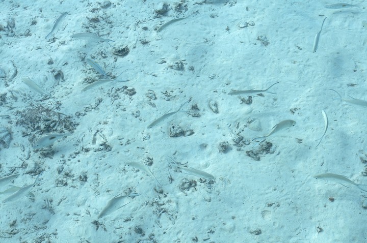 Sea