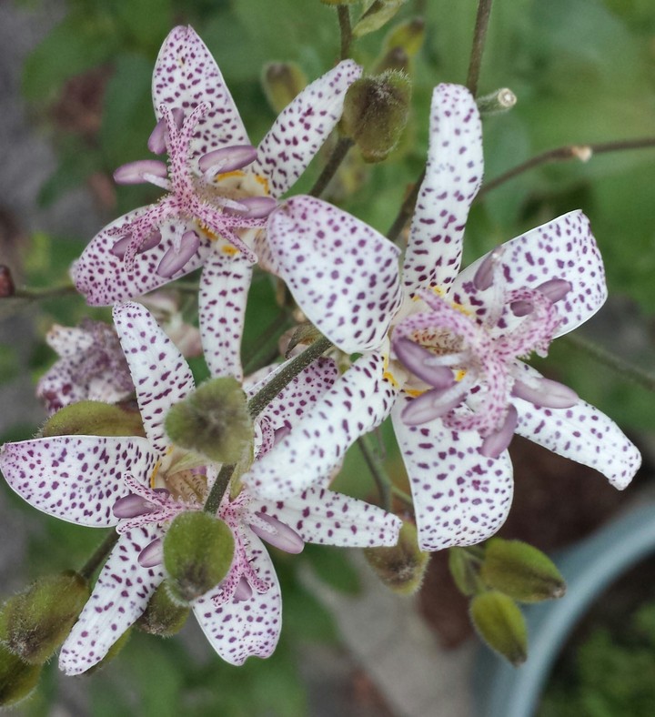 flower
