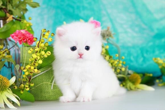white cat